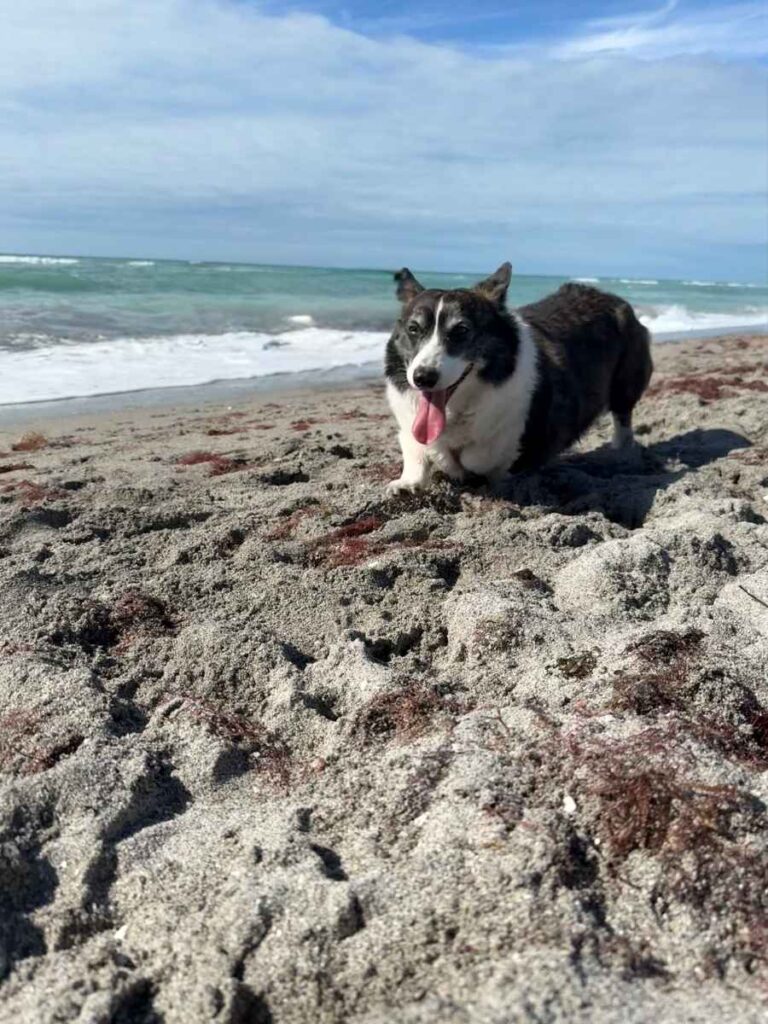 Breezy Bookshop mascot